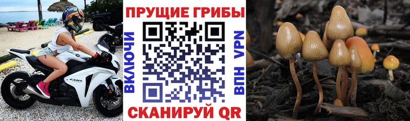 darknet как зайти  Калтан  Галлюциногенные грибы Psilocybe 